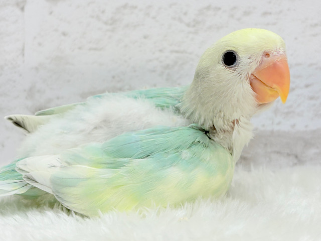 【最新画像更新🪄】メロメロ必死💖あざと可愛い習得済みです🍬コザクラインコ(ブルーチェリーオパーリンパイド) ヒナ