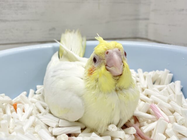 オカメインコ