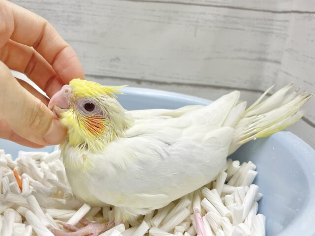 オカメインコ
