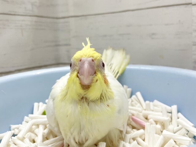 オカメインコ