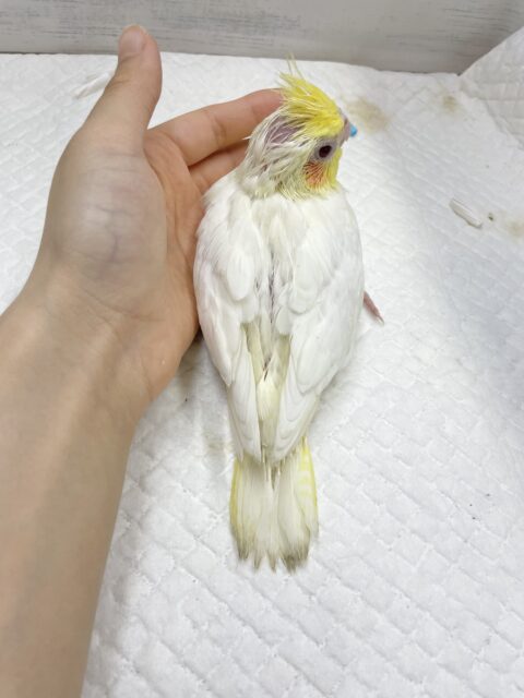 オカメインコ