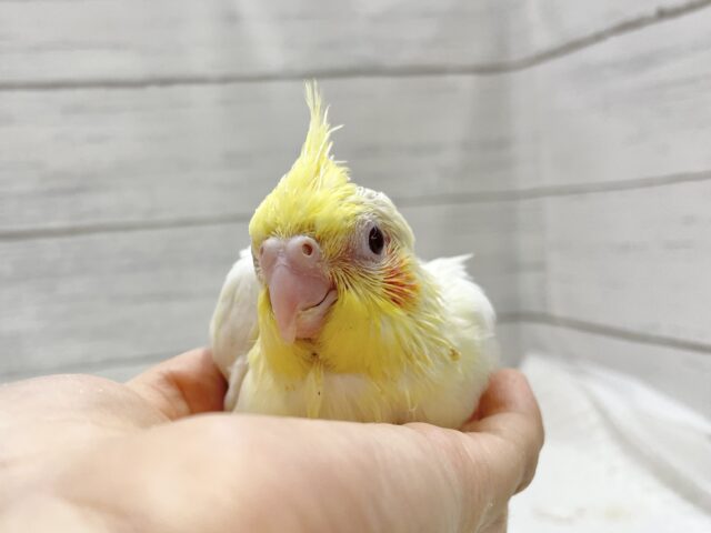 オカメインコ