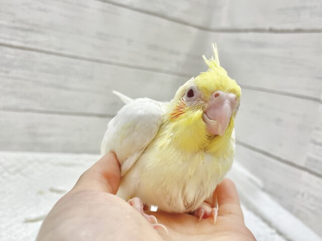 オカメインコ