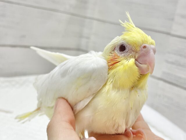 オカメインコ