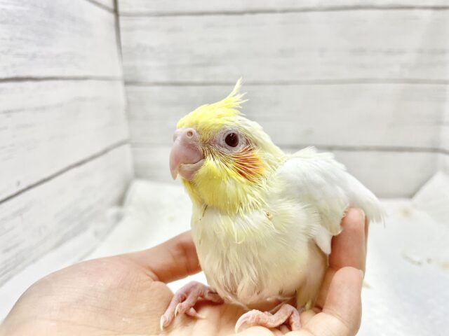 オカメインコ