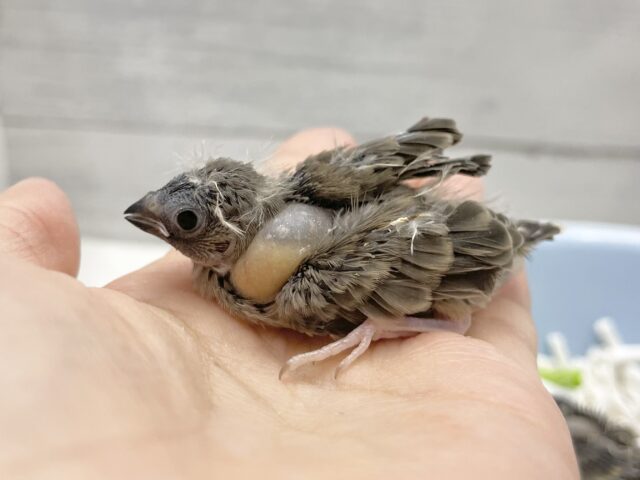 錦花鳥（キンカチョウ）