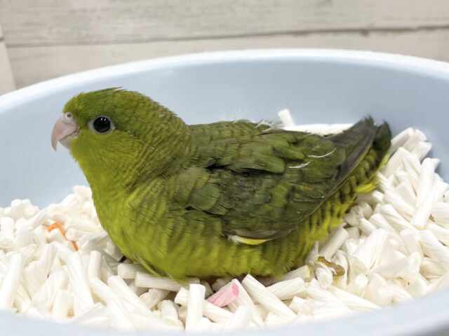 サザナミインコ