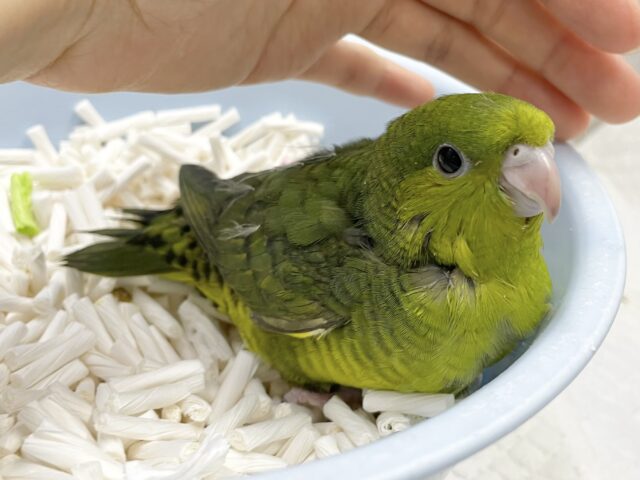 サザナミインコ