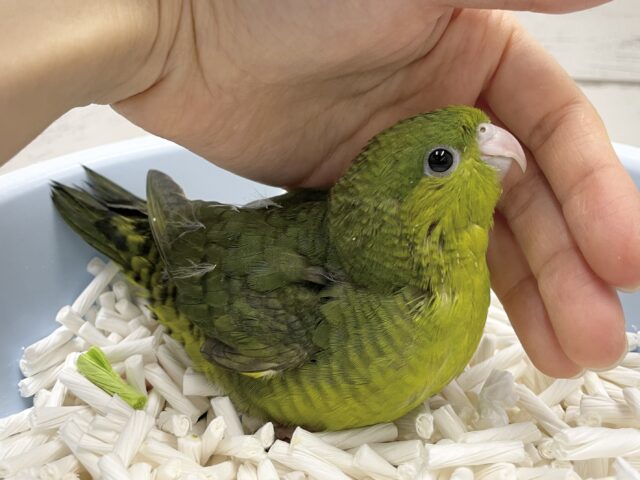 サザナミインコ