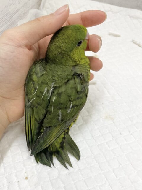 サザナミインコ
