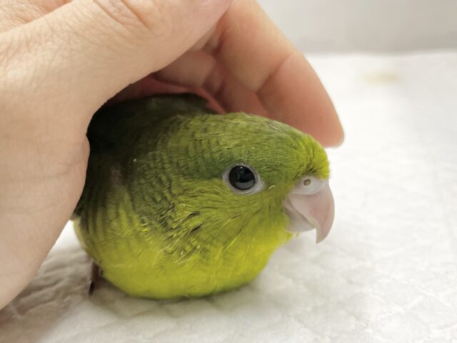 サザナミインコ