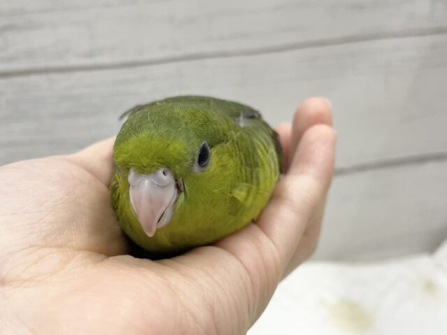 サザナミインコ