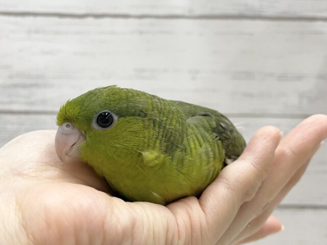 サザナミインコ