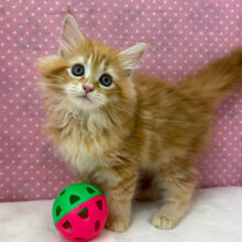 人が大好きなやんちゃちゃん🩷BIGベイビーなサイベリアンの女のコきました🌟