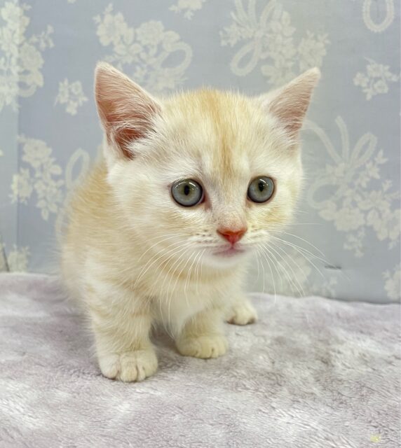 にゃんでぃ〜𝑻𝒖𝒏𝒆🎵💕マンチカン(クリームタビー)🍨男の子💙2025年3月30日 マンチカン