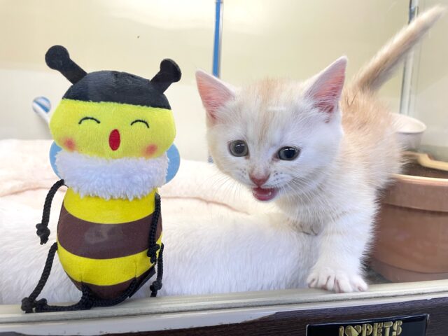 にゃんでぃ〜𝑻𝒖𝒏𝒆🎵💕マンチカン(クリームタビー)🍨男の子💙2025年3月30日 マンチカン