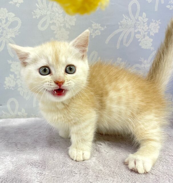 にゃんでぃ〜𝑻𝒖𝒏𝒆🎵💕マンチカン(クリームタビー)🍨男の子💙2025年3月30日 マンチカン