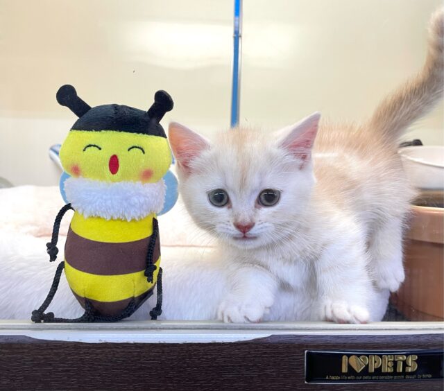 にゃんでぃ〜𝑻𝒖𝒏𝒆🎵💕マンチカン(クリームタビー)🍨男の子💙2025年3月30日 マンチカン