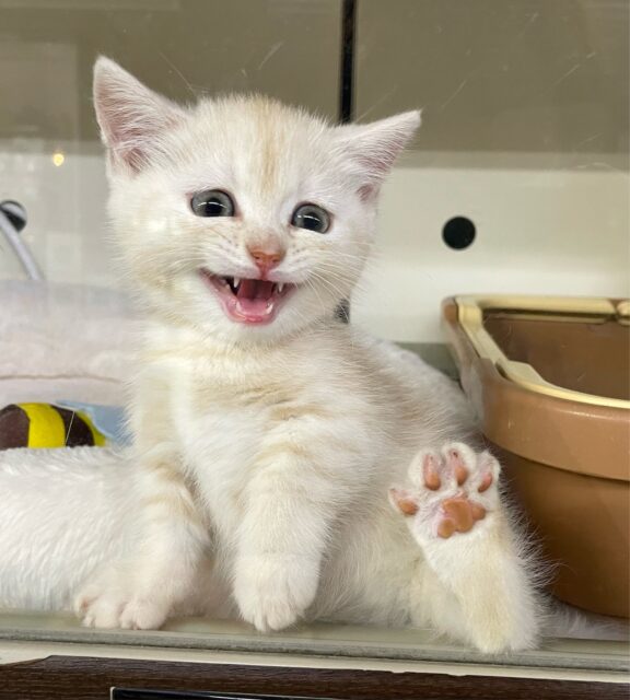 にゃんでぃ〜𝑻𝒖𝒏𝒆🎵💕マンチカン(クリームタビー)🍨男の子💙2025年3月30日 マンチカン