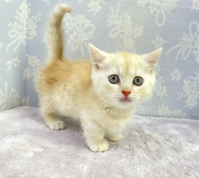 にゃんでぃ〜𝑻𝒖𝒏𝒆🎵💕マンチカン(クリームタビー)🍨男の子💙2025年3月30日 マンチカン