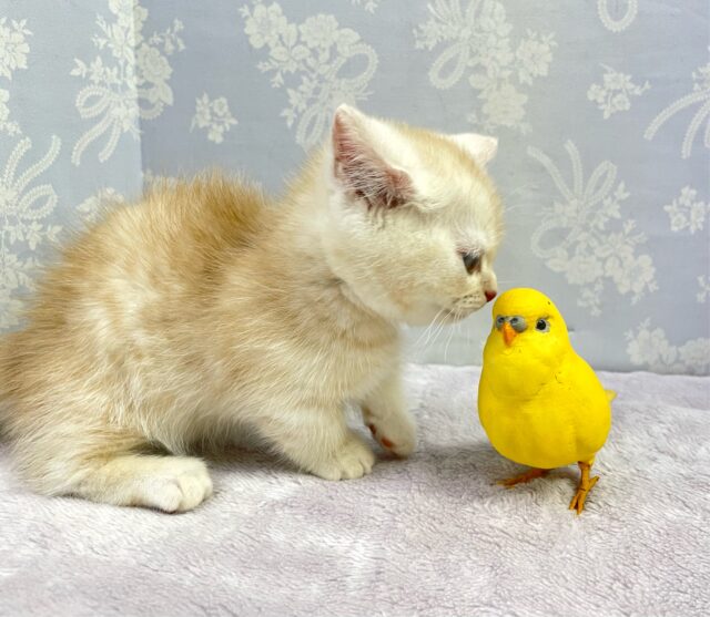 にゃんでぃ〜𝑻𝒖𝒏𝒆🎵💕マンチカン(クリームタビー)🍨男の子💙2025年3月30日 マンチカン