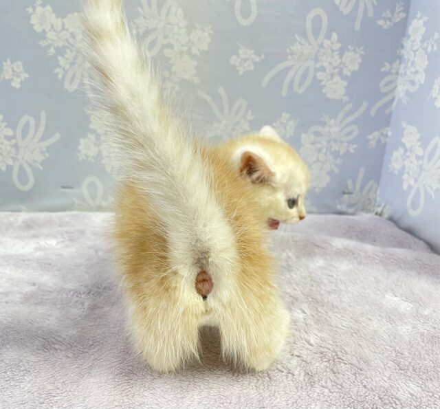 にゃんでぃ〜𝑻𝒖𝒏𝒆🎵💕マンチカン(クリームタビー)🍨男の子💙2025年3月30日 マンチカン