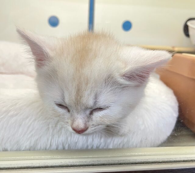 にゃんでぃ〜𝑻𝒖𝒏𝒆🎵💕マンチカン(クリームタビー)🍨男の子💙2025年3月30日 マンチカン