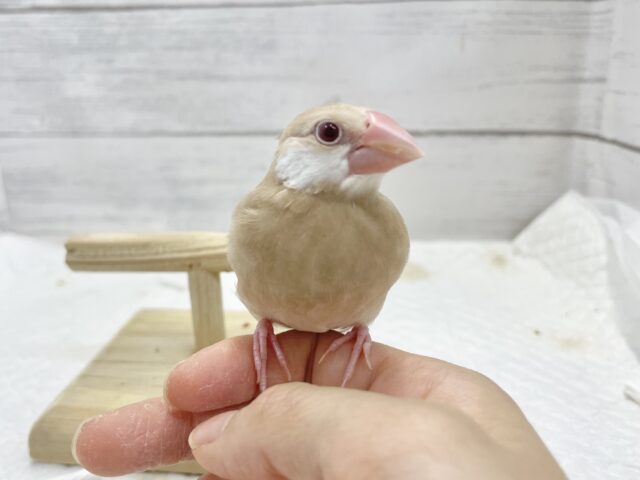 シナモン文鳥