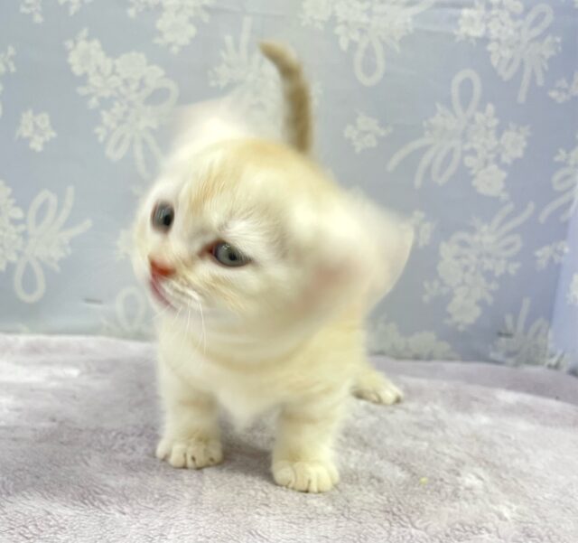 にゃんでぃ〜𝑻𝒖𝒏𝒆🎵💕マンチカン(クリームタビー)🍨男の子💙2025年3月30日 マンチカン