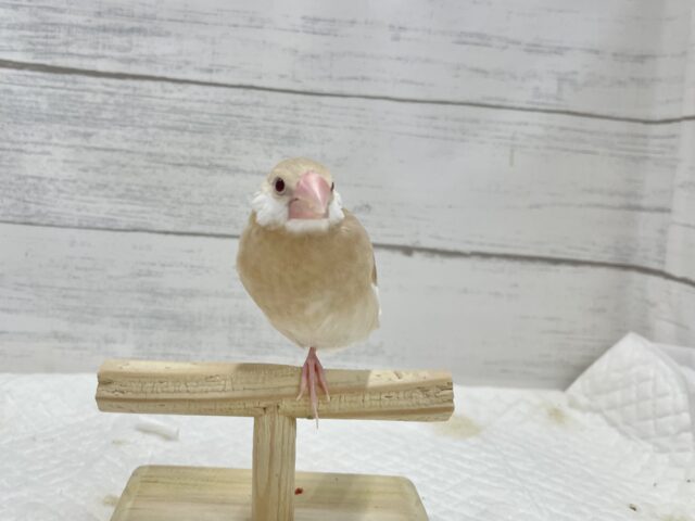 シナモン文鳥