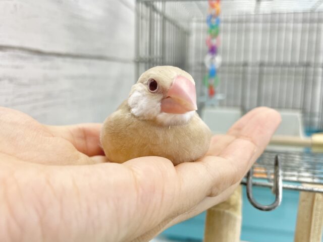 シナモン文鳥