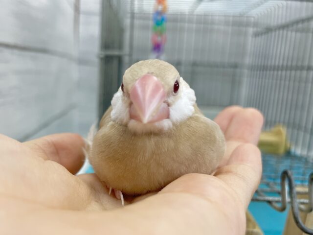 シナモン文鳥
