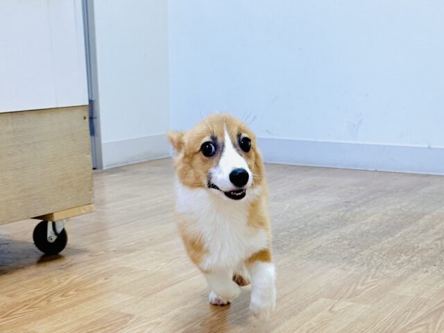 ウェルシュコーギー・ペンブローグ