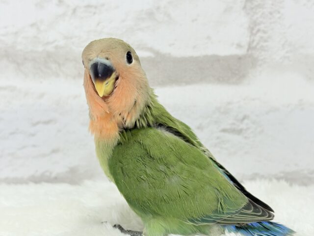 コザクラインコ（小桜インコ）