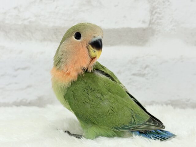 コザクラインコ（小桜インコ）