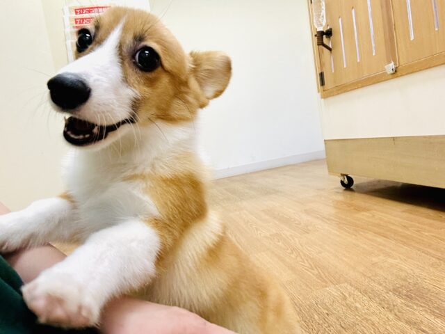 大きなお耳がチャームポイント❣️コーギーちゃん