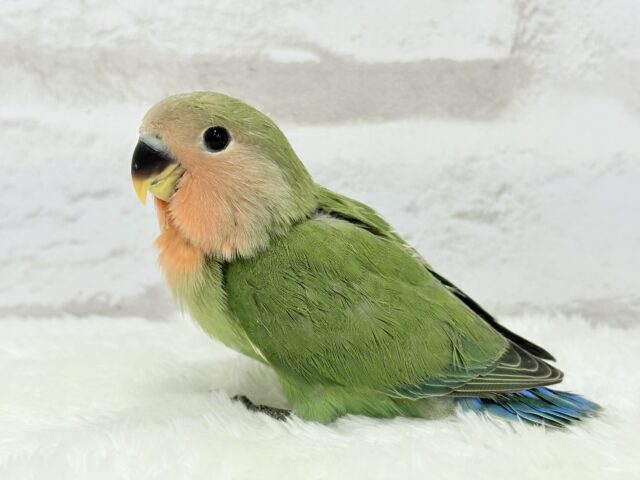 コザクラインコ（小桜インコ）