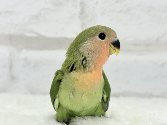 コザクラインコ（小桜インコ）