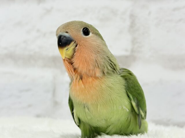 コザクラインコ（小桜インコ）