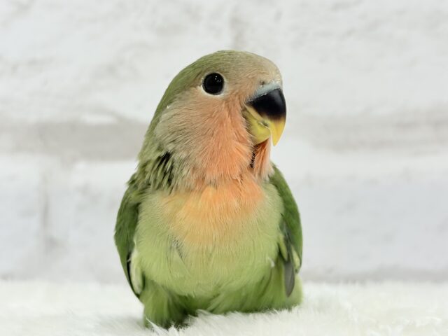 コザクラインコ（小桜インコ）