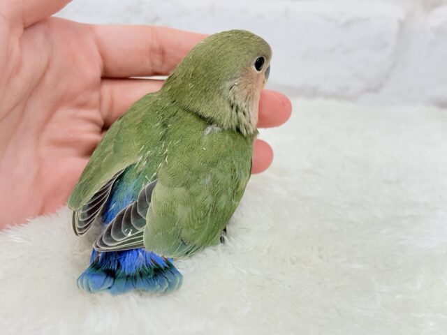 コザクラインコ（小桜インコ）