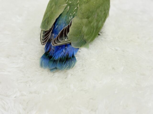 コザクラインコ（小桜インコ）