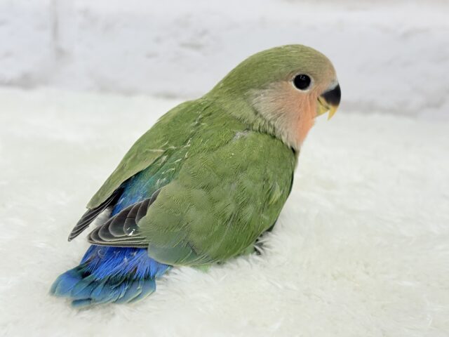 コザクラインコ（小桜インコ）