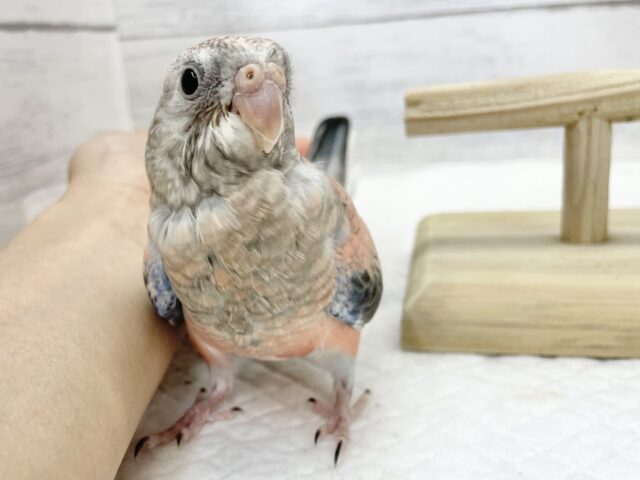 アキクサインコ（秋草インコ）