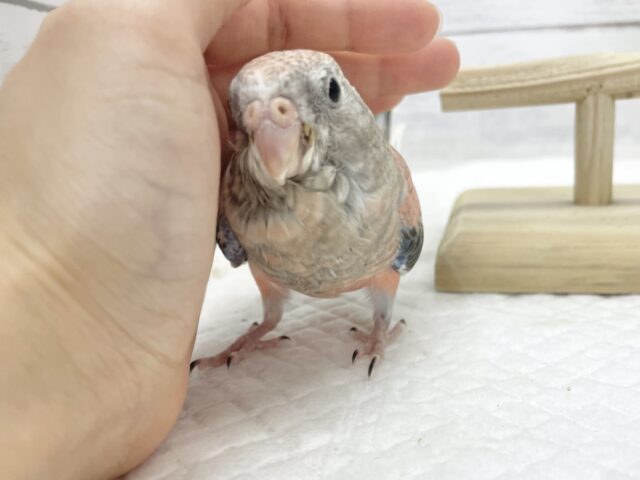 アキクサインコ（秋草インコ）