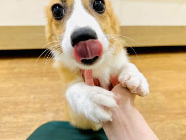 ウェルシュコーギー・ペンブローグ