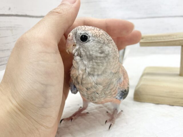アキクサインコ（秋草インコ）