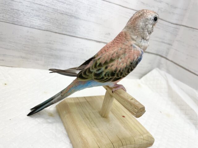 アキクサインコ（秋草インコ）