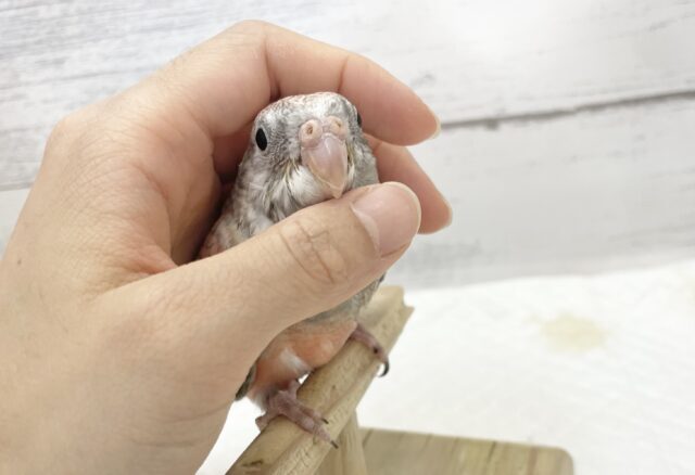 アキクサインコ（秋草インコ）