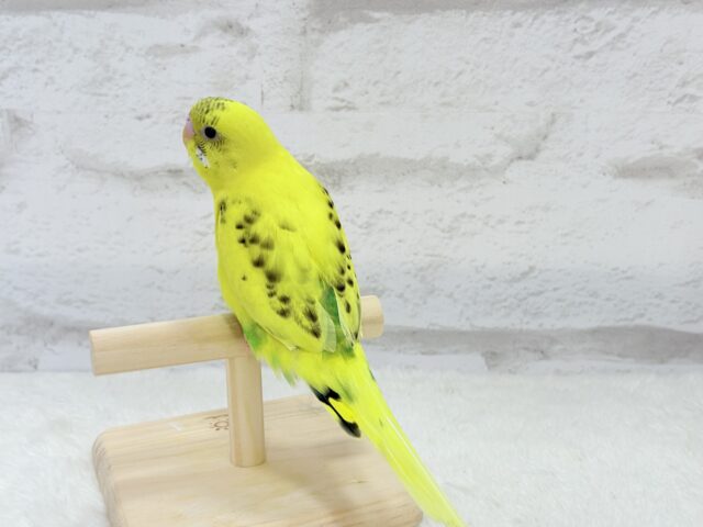 【最新画像更新🪄ひとり餌になりました!】ミツバチカラーの妖精さん🧚♀️💫セキセイインコ(ハルクイン) ヒナ セキセイインコ